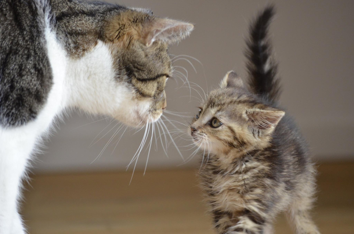 Cat with a Kitten